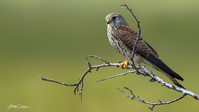 Kerkenez - Falco tinnunculus kuş fotoğrafı