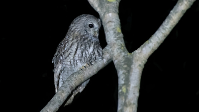Alaca Baykuş - Strix aluco kuş fotoğrafı
