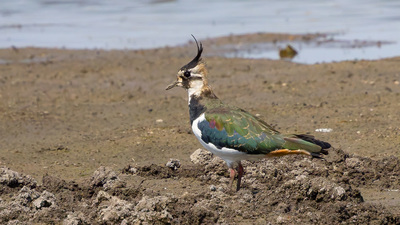 Kızkuşu (Vanellus vanellus) - Edirne / Süloğlu kuş fotoğrafı