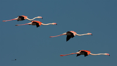 Flamingo
