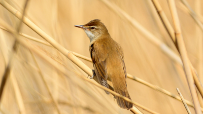 Büyük kamışçın (Acrocephalus arundinaceus) - İzmir / Çiğli kuş fotoğrafı