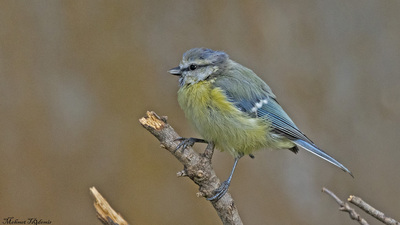 Mavi Baştankara (Cyanistes caeruleus) - Isparta / Eğirdir kuş fotoğrafı