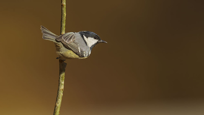 Çam Baştankarası - Periparus ater kuş fotoğrafı