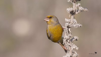 Florya (Chloris chloris) - Hatay / Kırıkhan kuş fotoğrafı