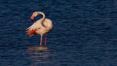 Flamingo
