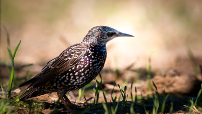 Sığırcık - Sturnus vulgaris kuş fotoğrafı