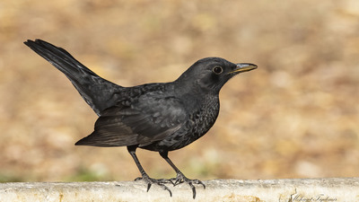 Karatavuk