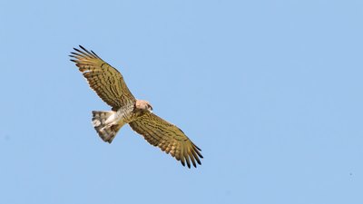 Yılan Kartalı - Circaetus gallicus kuş fotoğrafı