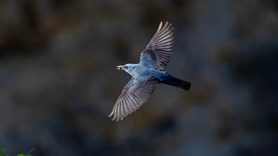 Gökardıç - Monticola solitarius kuş fotoğrafı