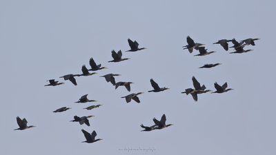 Karabatak (Phalacrocorax carbo) - Adana / Karataş kuş fotoğrafı