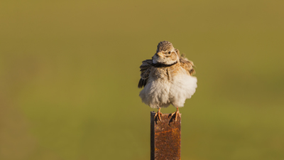 Boğmaklı Toygar - Melanocorypha calandra kuş fotoğrafı