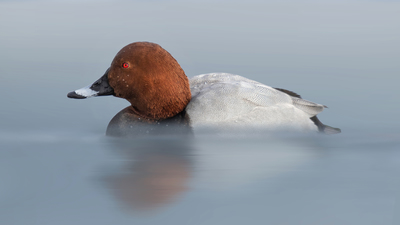 Elmabaş Patka