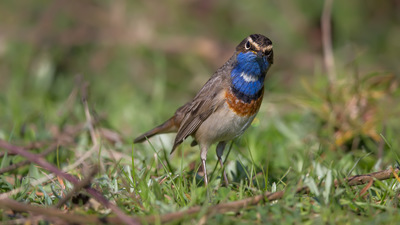 Mavigerdan