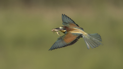 Arıkuşu - Merops apiaster kuş fotoğrafı