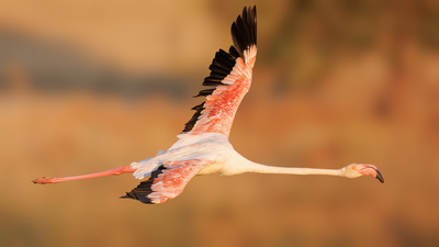 Flamingo