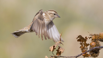 Kaya Serçesi - Petronia petronia kuş fotoğrafı