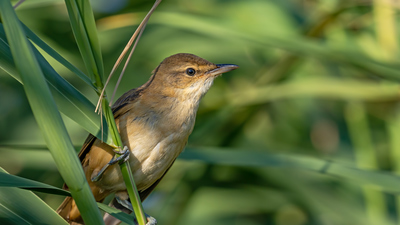 Büyük Kamışçın - Acrocephalus arundinaceus kuş fotoğrafı