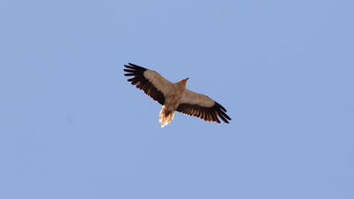 Küçük Akbaba - Neophron percnopterus kuş fotoğrafı