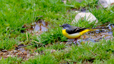Dağ kuyruksallayanı (Motacilla cinerea) - Malatya / Doğanşehir kuş fotoğrafı