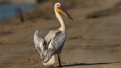 Ak Pelikan - Pelecanus onocrotalus kuş fotoğrafı