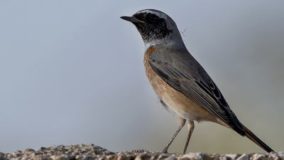 Kızılkuyruk - Phoenicurus phoenicurus kuş fotoğrafı