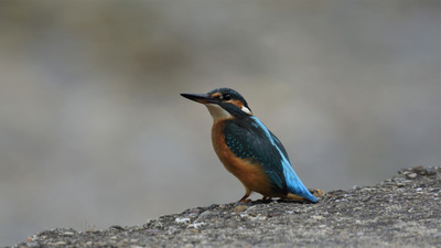 Yalıçapkını (Alcedo atthis) - Zonguldak / Kozlu kuş fotoğrafı