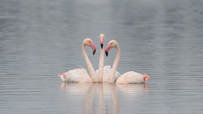 Flamingo