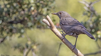 Karatavuk - Turdus merula kuş fotoğrafı