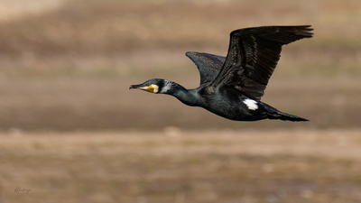 Karabatak (Phalacrocorax carbo) - Bilecik / Bozüyük kuş fotoğrafı