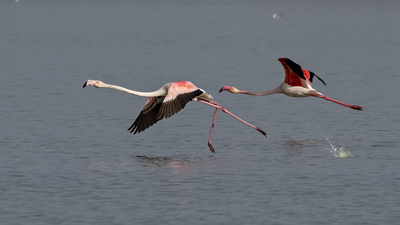 Flamingo