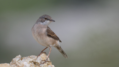 Akgerdanlı ötleğen (Curruca communis) - Ankara / Mamak kuş fotoğrafı
