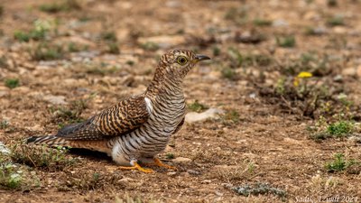 Guguk (Cuculus canorus) - KKTC / İskele kuş fotoğrafı