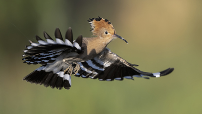 İbibik - Upupa epops kuş fotoğrafı