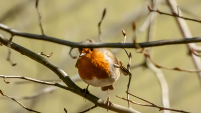 Kızılgerdan - Erithacus rubecula kuş fotoğrafı