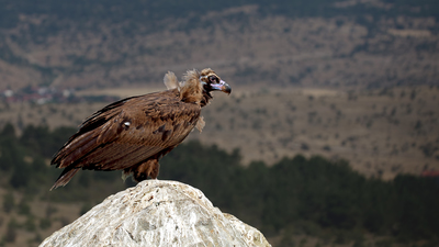 Kara Akbaba (Aegypius monachus) - Bolu / Dörtdivan kuş fotoğrafı