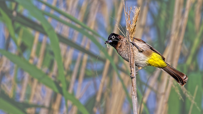 Arapbülbülü - Pycnonotus xanthopygos kuş fotoğrafı