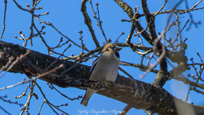 Kocabaş - Coccothraustes coccothraustes kuş fotoğrafı