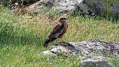 Saz Delicesi - Circus aeruginosus kuş fotoğrafı