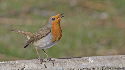 Kızılgerdan - Erithacus rubecula kuş fotoğrafı