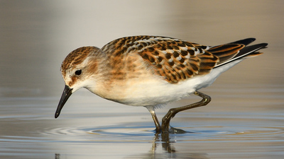 Küçük Kumkuşu - Calidris minuta kuş fotoğrafı