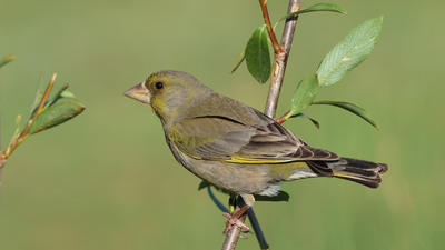 Florya (Chloris chloris) - Sivas / Merkez kuş fotoğrafı