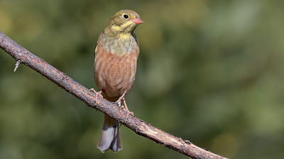 Kirazkuşu - Emberiza hortulana kuş fotoğrafı