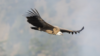 Kızıl Akbaba - Gyps fulvus kuş fotoğrafı