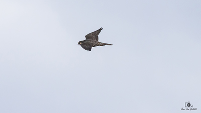 Gök Doğan - Falco peregrinus kuş fotoğrafı