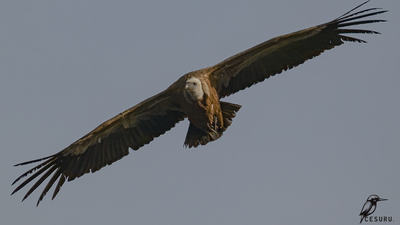 Kızıl Akbaba - Gyps fulvus kuş fotoğrafı