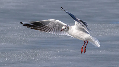 Karabaş Martı (Chroicocephalus ridibundus) - Ankara / Gölbaşı kuş fotoğrafı