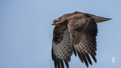 Şahin - Buteo buteo kuş fotoğrafı