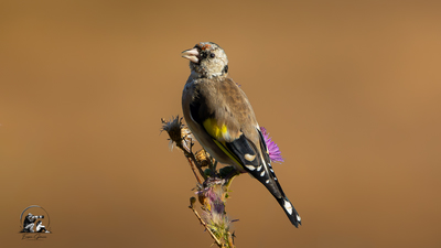 Saka (Carduelis carduelis) - Tekirdağ / Çerkezköy kuş fotoğrafı