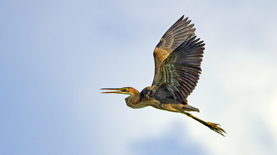 Erguvani Balıkçıl (Ardea purpurea) - Bursa / Nilüfer kuş fotoğrafı