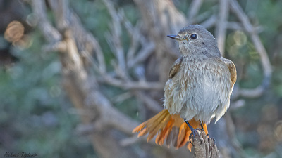 Kara Kızılkuyruk (Phoenicurus ochruros) - Isparta / Eğirdir kuş fotoğrafı